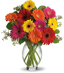 Gerbera Brights from Designs by Dennis, florist in Kingfisher, OK